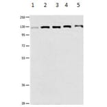 DDB1 Antibody from Signalway Antibody (31182) - Antibodies.com