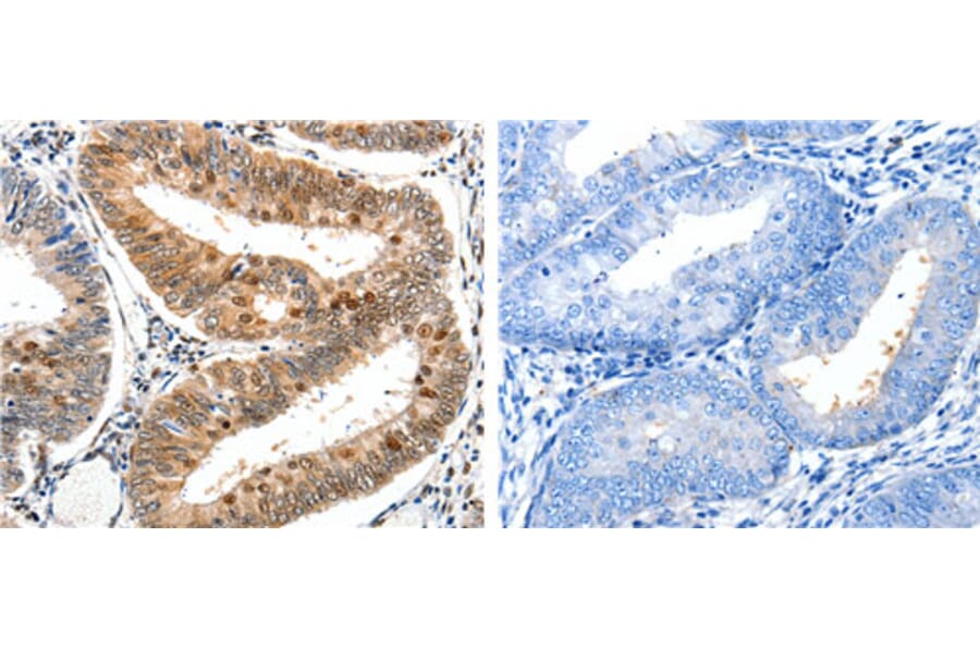 DDB1 Antibody from Signalway Antibody (31182) - Antibodies.com