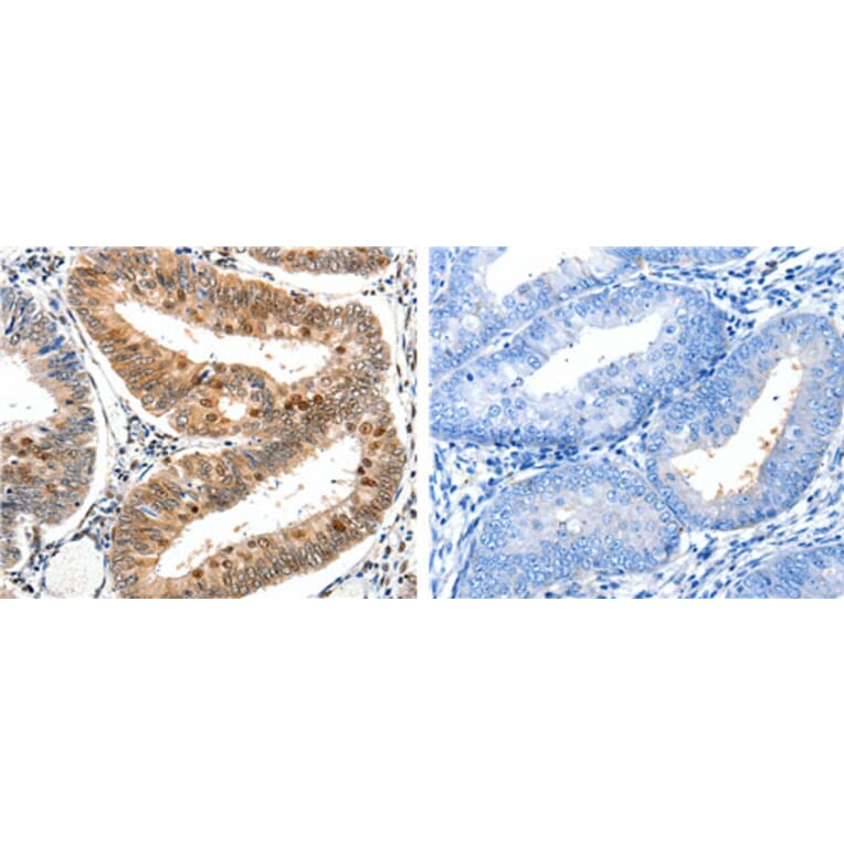 DDB1 Antibody from Signalway Antibody (31182) - Antibodies.com