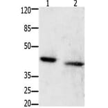 GRPR Antibody from Signalway Antibody (31200) - Antibodies.com