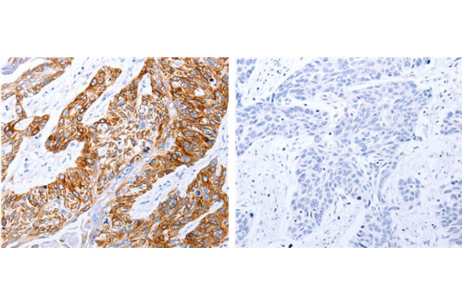 GRPR Antibody from Signalway Antibody (31200) - Antibodies.com