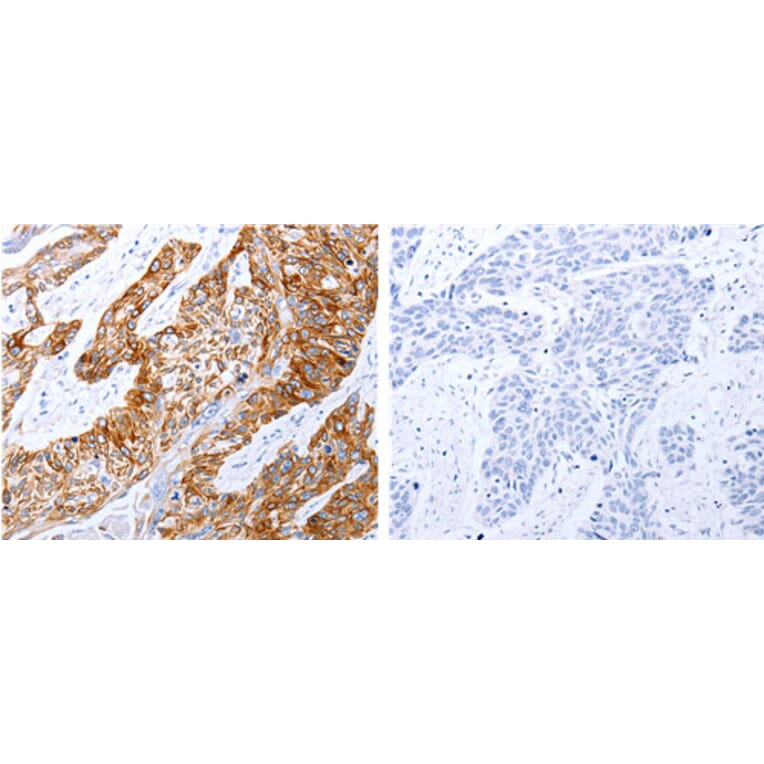 GRPR Antibody from Signalway Antibody (31200) - Antibodies.com