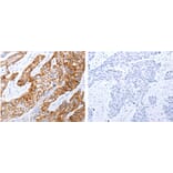 GRPR Antibody from Signalway Antibody (31200) - Antibodies.com