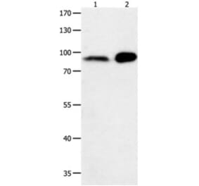 HCN1 Antibody from Signalway Antibody (31214) - Antibodies.com