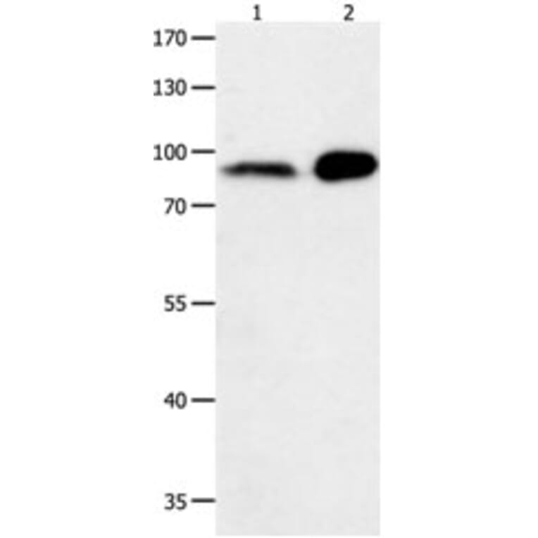 HCN1 Antibody from Signalway Antibody (31214) - Antibodies.com