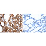 HCN1 Antibody from Signalway Antibody (31214) - Antibodies.com