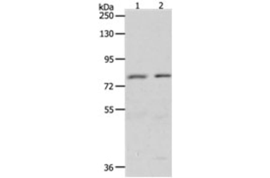 BRAF Antibody from Signalway Antibody (31224) - Antibodies.com