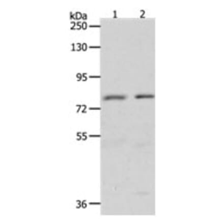 BRAF Antibody from Signalway Antibody (31224) - Antibodies.com
