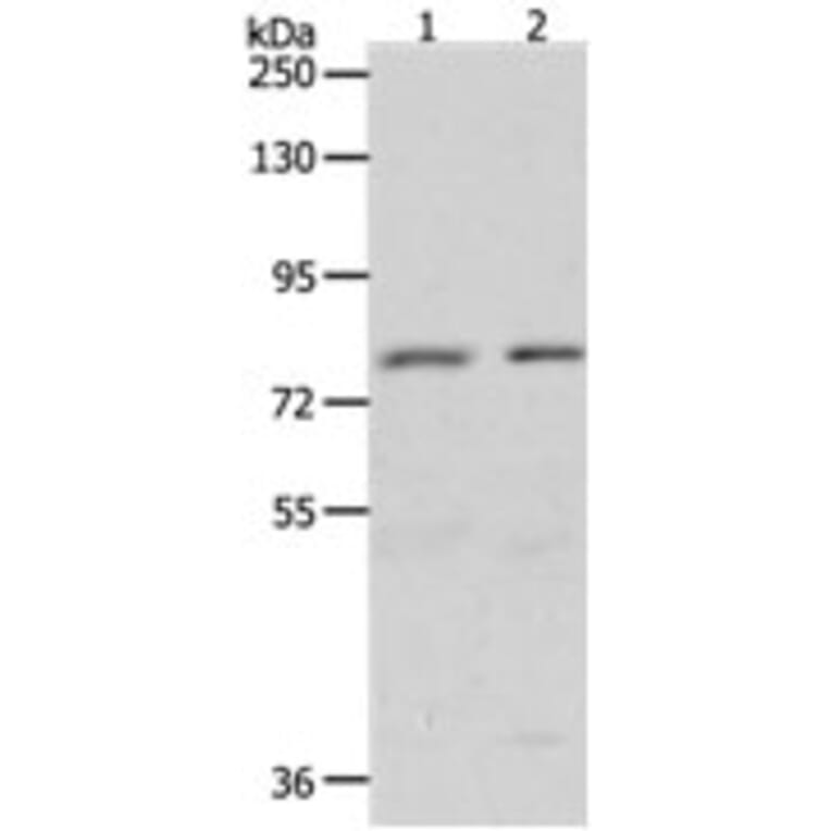 BRAF Antibody from Signalway Antibody (31224) - Antibodies.com