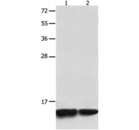 MYL9 Antibody from Signalway Antibody (31244) - Antibodies.com