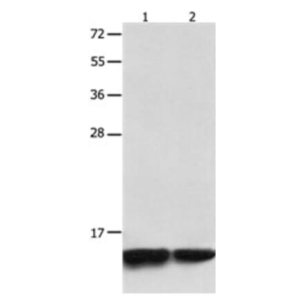 MYL9 Antibody from Signalway Antibody (31244) - Antibodies.com