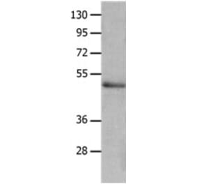 NCK2 Antibody from Signalway Antibody (31248) - Antibodies.com