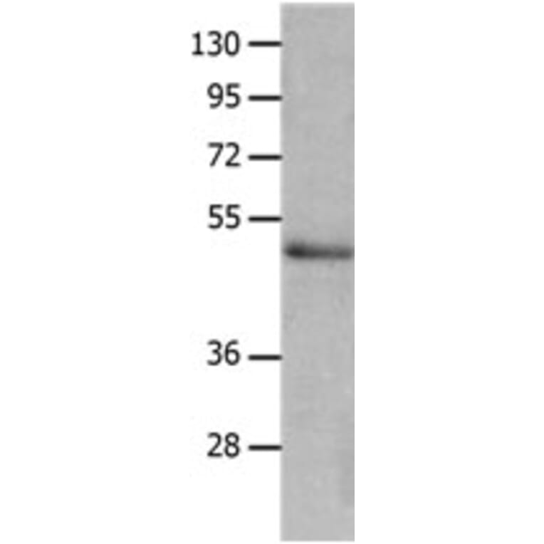 NCK2 Antibody from Signalway Antibody (31248) - Antibodies.com