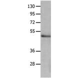 NCK2 Antibody from Signalway Antibody (31248) - Antibodies.com