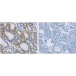 NCK2 Antibody from Signalway Antibody (31248) - Antibodies.com