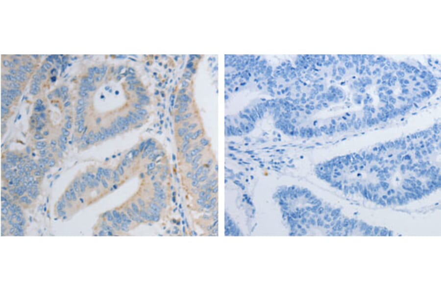 PDX1 Antibody from Signalway Antibody (31259) - Antibodies.com