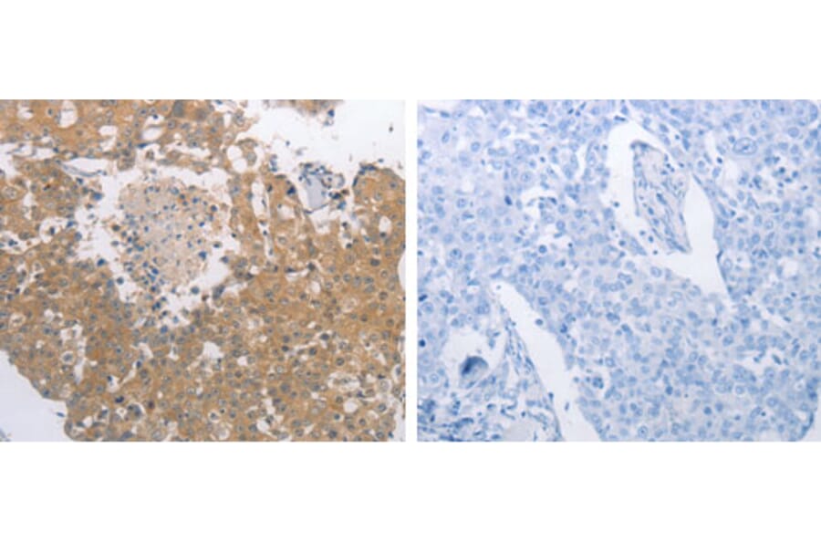 PGA3 Antibody from Signalway Antibody (31260) - Antibodies.com