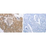 PGA3 Antibody from Signalway Antibody (31260) - Antibodies.com