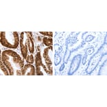 Map2 Antibody from Signalway Antibody (31273) - Antibodies.com