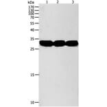 NIT2 Antibody from Signalway Antibody (31280) - Antibodies.com