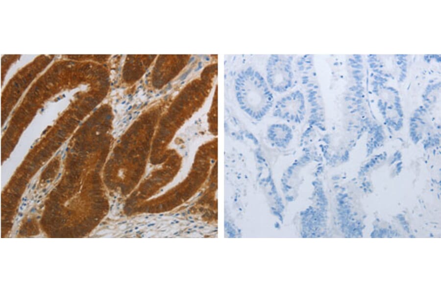 NIT2 Antibody from Signalway Antibody (31280) - Antibodies.com