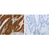 NIT2 Antibody from Signalway Antibody (31280) - Antibodies.com