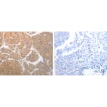 NQO1 Antibody from Signalway Antibody (31283) - Antibodies.com