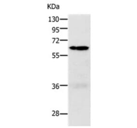 PAK1 Antibody from Signalway Antibody (31287) - Antibodies.com