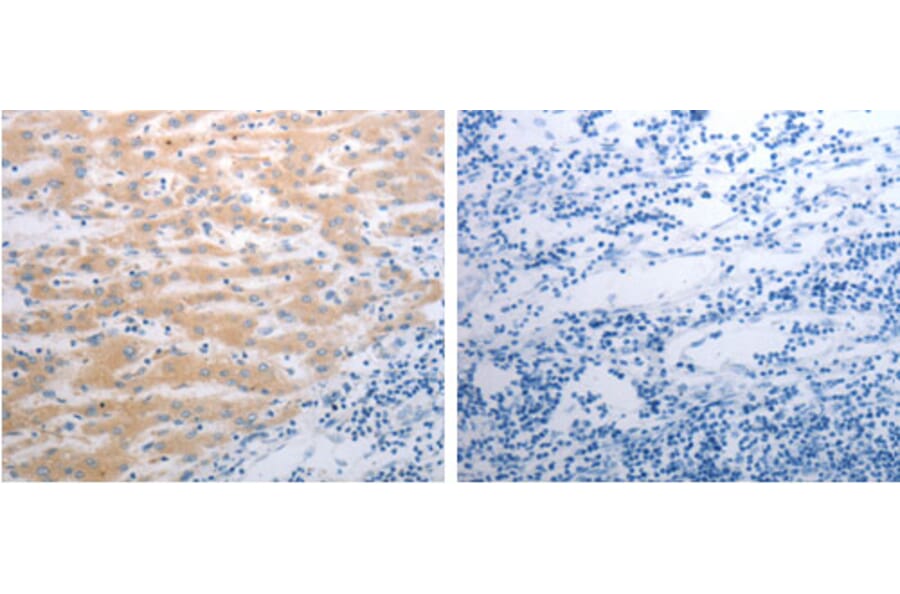 PAK1 Antibody from Signalway Antibody (31287) - Antibodies.com