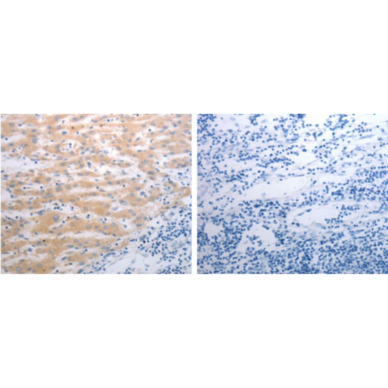 PAK1 Antibody from Signalway Antibody (31287) - Antibodies.com