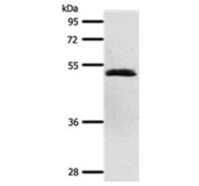 SCTR Antibody from Signalway Antibody (31290) - Antibodies.com