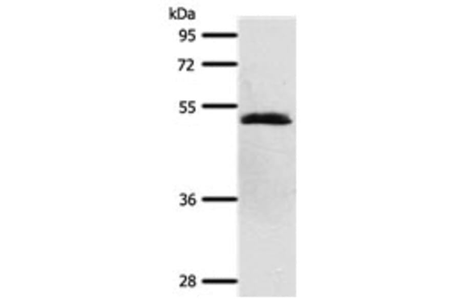 SCTR Antibody from Signalway Antibody (31290) - Antibodies.com
