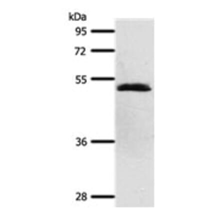 SCTR Antibody from Signalway Antibody (31290) - Antibodies.com