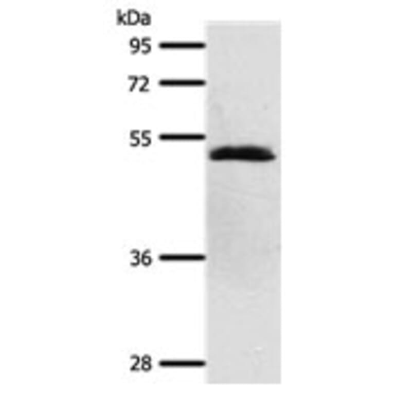 SCTR Antibody from Signalway Antibody (31290) - Antibodies.com