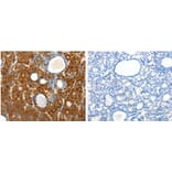 SCTR Antibody from Signalway Antibody (31290) - Antibodies.com