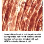 MEK3 Antibody from Signalway Antibody (39271) - Antibodies.com