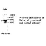 MEK3 Antibody from Signalway Antibody (39271) - Antibodies.com