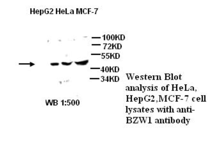 BZW1 Antibody from Signalway Antibody (39275) - Antibodies.com