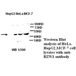 BZW1 Antibody from Signalway Antibody (39275) - Antibodies.com