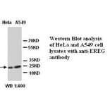 EREG Antibody from Signalway Antibody (39290) - Antibodies.com