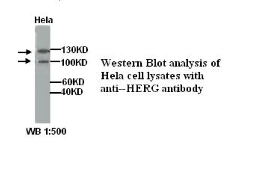 HERG Antibody from Signalway Antibody (39301) - Antibodies.com