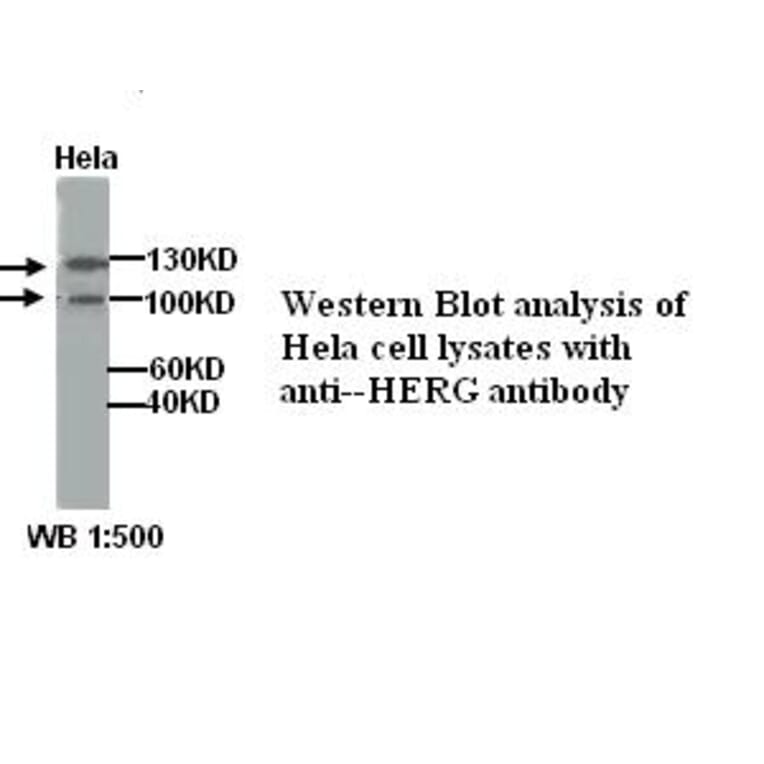 HERG Antibody from Signalway Antibody (39301) - Antibodies.com