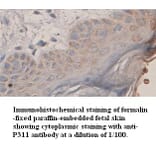 P311 Antibody from Signalway Antibody (39353) - Antibodies.com