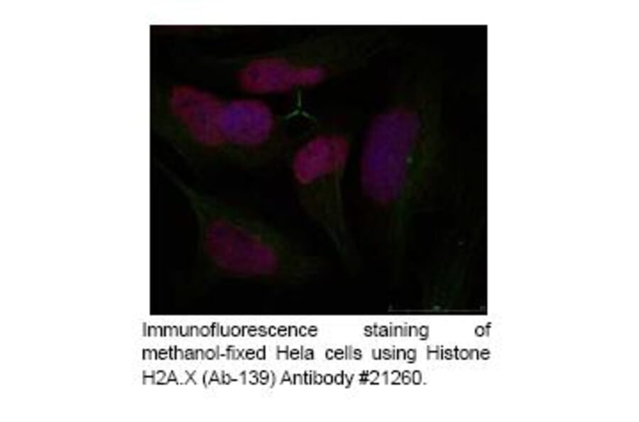 A1CF Antibody from Signalway Antibody (39439) - Antibodies.com