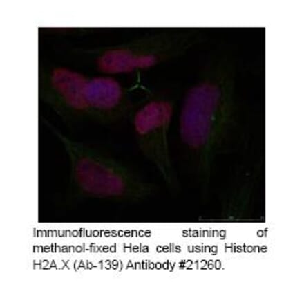A1CF Antibody from Signalway Antibody (39439) - Antibodies.com