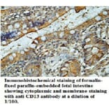 CD13 Antibody from Signalway Antibody (39696) - Antibodies.com