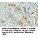 GSE1 Antibody from Signalway Antibody (39709) - Antibodies.com