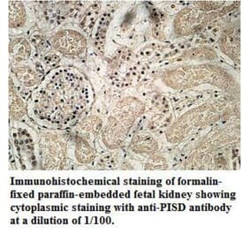 PISD Antibody from Signalway Antibody (39713) - Antibodies.com