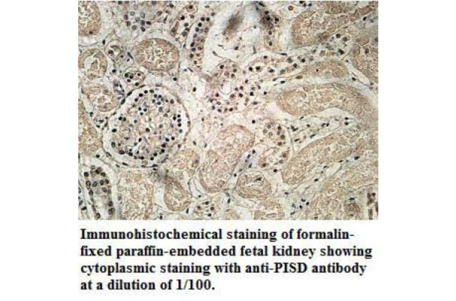 PISD Antibody from Signalway Antibody (39713) - Antibodies.com