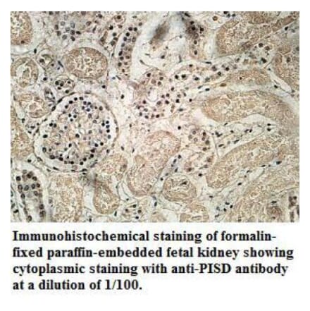 PISD Antibody from Signalway Antibody (39713) - Antibodies.com